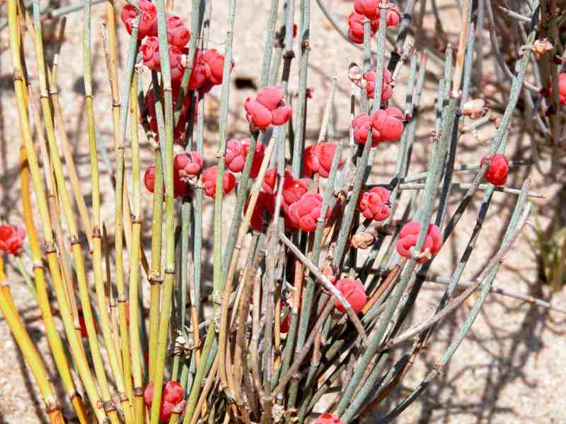 Ephedra distachya